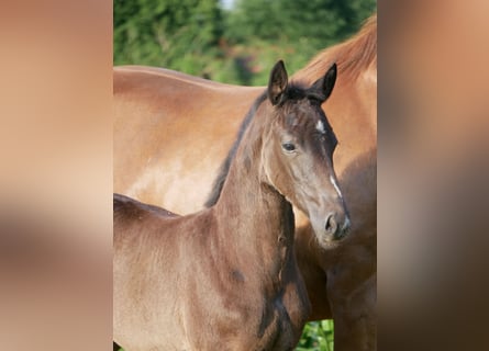 Oldenburg, Mare, , Black