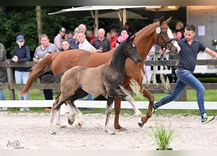 Oldenburg, Mare, Foal (03/2025), Black