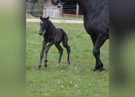 Oldenburg, Mare, Foal (04/2026), Black
