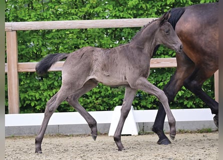 Oldenburg, Mare, Foal (04/2026), Black