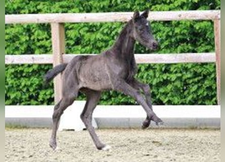 Oldenburg, Mare, Foal (04/2026), Black