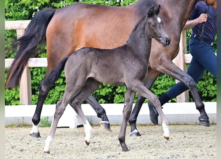Oldenburg, Mare, Foal (03/2026), Black