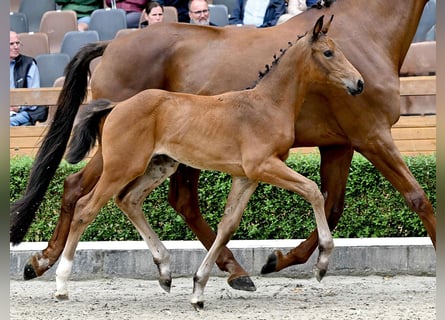 Oldenburg, Mare, Foal (05/2025), Brown