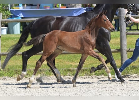 Oldenburg, Mare, Foal (04/2024), Brown