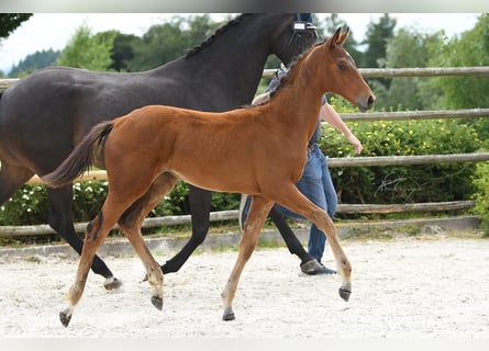 Oldenburg, Mare, Foal (01/2025), Brown