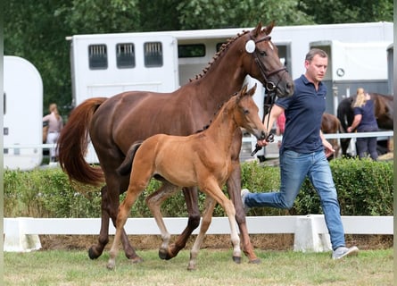 Oldenburg, Mare, Foal (05/2025), Brown