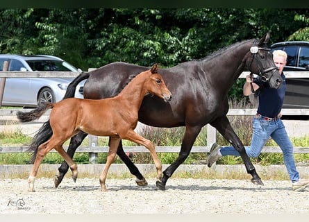 Oldenburg, Mare, Foal (06/2024), Brown