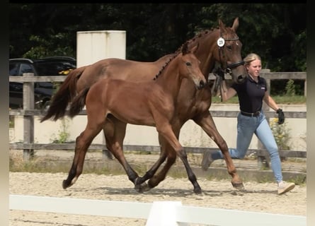 Oldenburg, Mare, Foal (03/2024), Brown