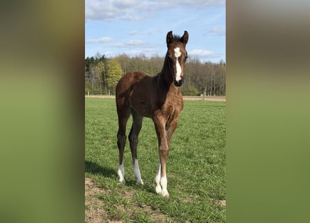 Oldenburg, Mare, Foal (03/2026), Brown