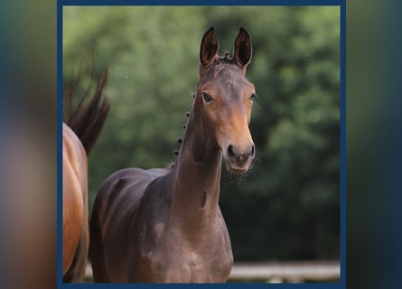 Oldenburg, Mare, Foal (01/2024), Brown