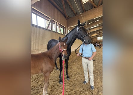 Oldenburg, Mare, Foal (03/2024), Brown