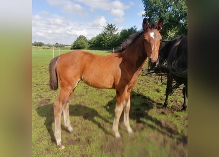 Oldenburg, Mare, Foal (04/2024), Brown