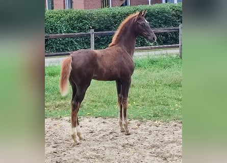 Oldenburg, Mare, Foal (06/2025), Chestnut