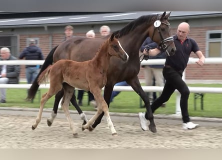 Oldenburg, Mare, Foal (04/2025), Chestnut