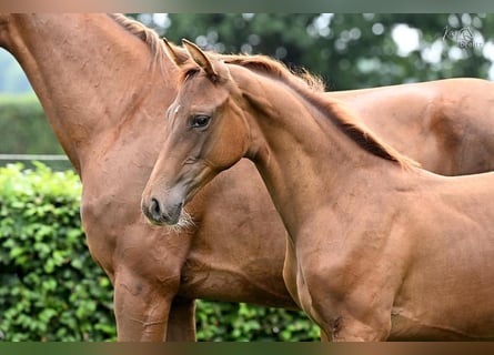 Oldenburg, Mare, Foal (04/2025), Chestnut