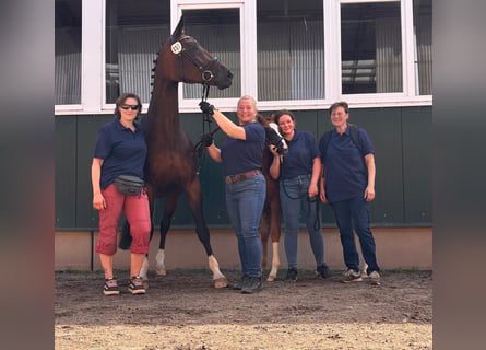 Oldenburg, Mare, Foal (03/2026), Chestnut