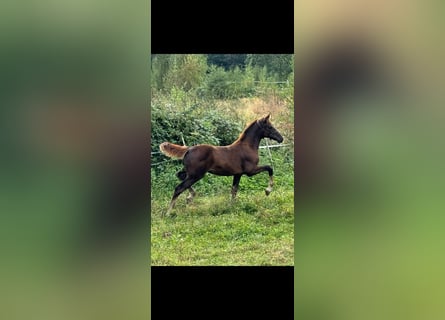 Oldenburger, Stute, Fohlen (05/2024), Dunkelfuchs