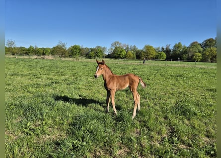 Oldenburg, Mare, , Chestnut