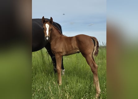 Oldenburg, Mare, Foal (05/2026), Chestnut