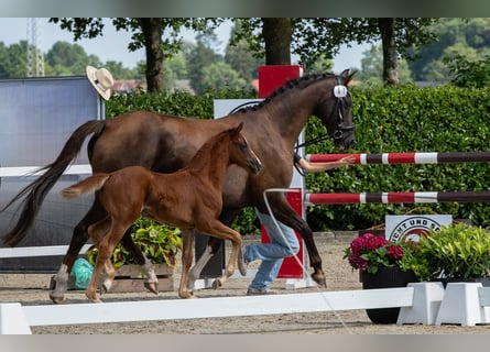 Oldenburg, Mare, Foal (05/2026), Chestnut