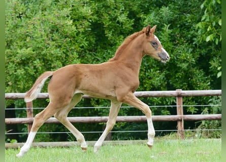 Oldenburg, Mare, , Chestnut