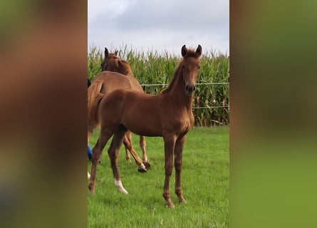 Oldenburg, Mare, Foal (04/2026), Chestnut