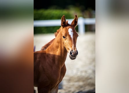 Oldenburg, Mare, Foal (06/2024), Chestnut