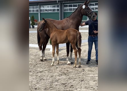 Oldenburg, Mare, Foal (05/2026), Chestnut