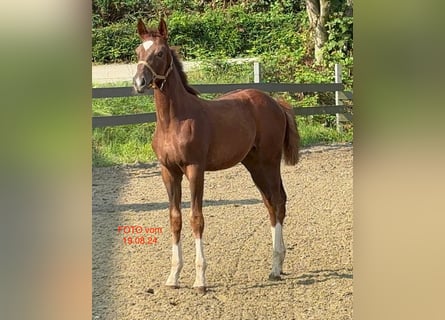 Oldenburg, Mare, Foal (04/2024), Chestnut