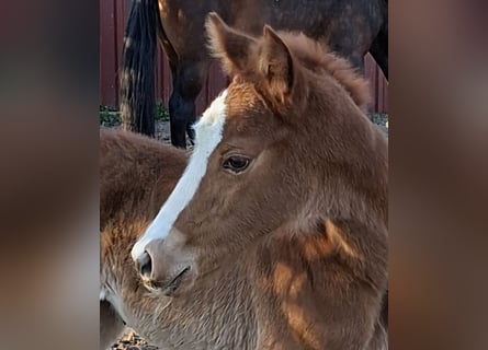 Oldenburg, Mare, Foal (03/2026), Chestnut