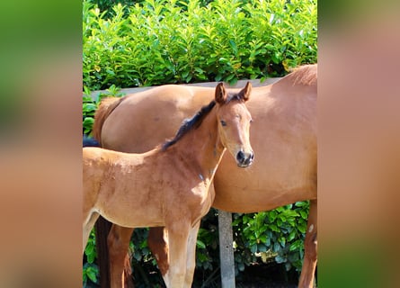 Oldenburg, Mare, , Chestnut-Red