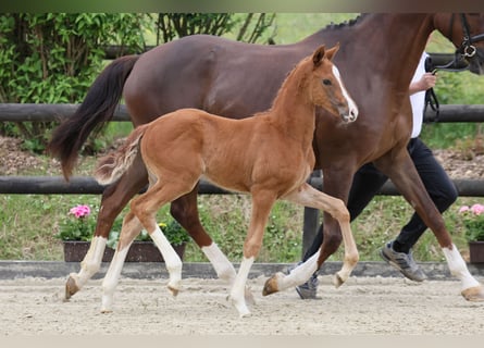 Oldenburg, Mare, Foal (04/2025), Chestnut-Red