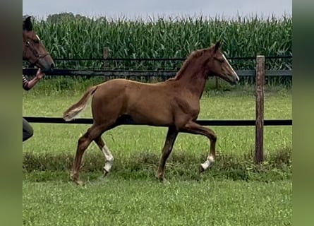 Oldenburg, Mare, Foal (04/2025), Chestnut-Red