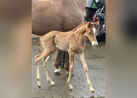 Oldenburg, Mare, Foal (04/2024), Chestnut-Red