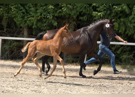 Oldenburg, Mare, Foal (05/2025), Chestnut-Red