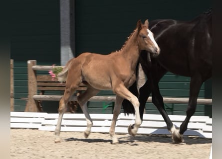 Oldenburg, Mare, Foal (03/2025), Chestnut-Red