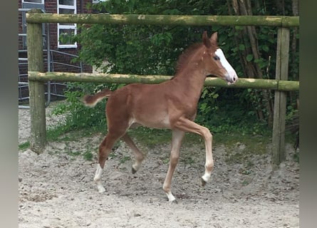 Oldenburg, Mare, Foal (04/2024), Chestnut-Red