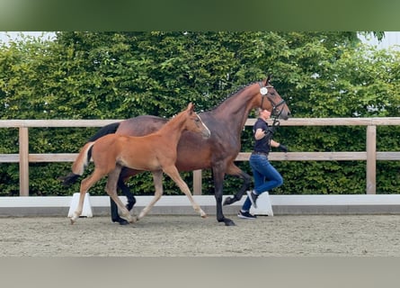 Oldenburg, Mare, Foal (03/2026)