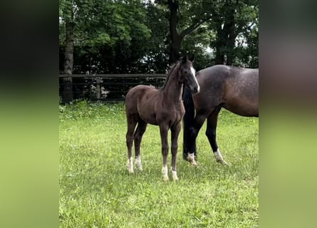 Oldenburg, Mare, Foal (02/2024)