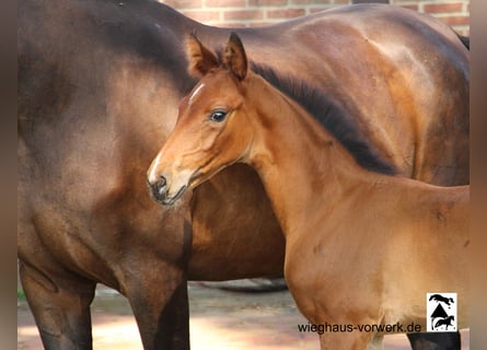 Oldenburg, Mare, Foal (01/2024)