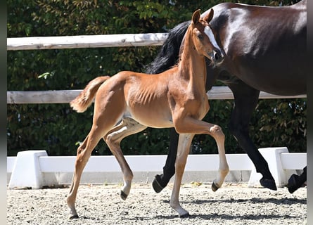 Oldenburg, Mare, Foal (06/2026)