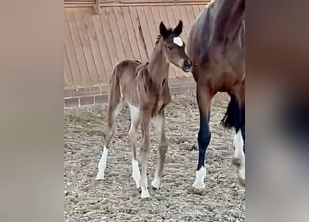 Oldenburg, Mare, Foal (04/2026)