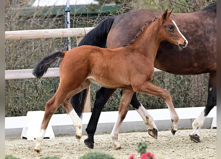 Oldenburg, Mare, Foal (02/2026)