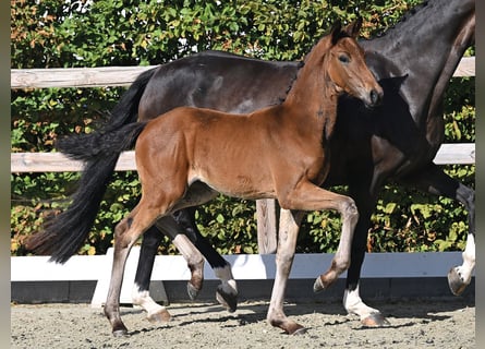 Oldenburg, Mare, Foal (05/2026)