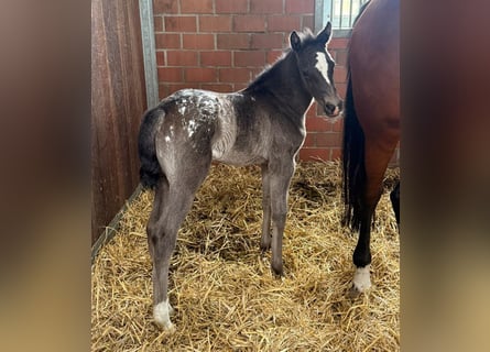 Oldenburg, Mare, Foal (03/2026)