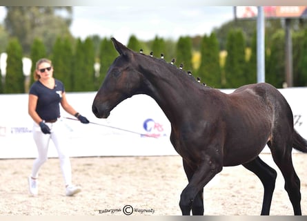 Oldenburg, Mare, Foal (01/2025), Grey