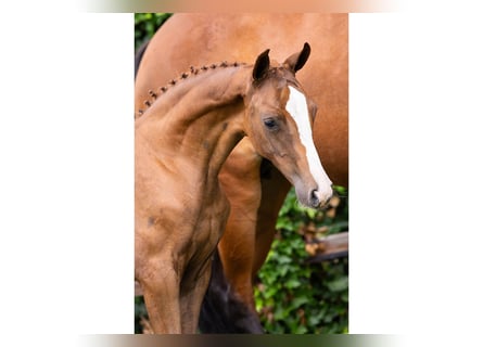 Oldenburg, Mare, Foal (06/2025)