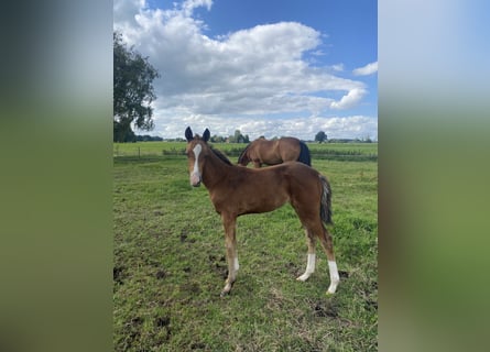 Oldenburg Mix, Mare, Foal (05/2024)