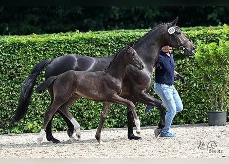 Oldenburg, Mare, , Smoky-Black