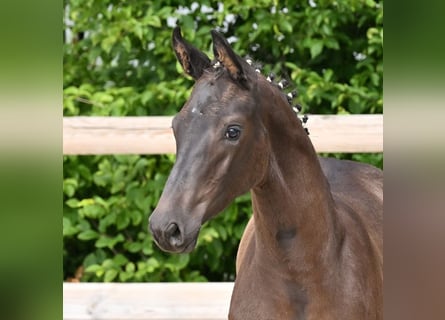 Oldenburg, Mare, Foal (03/2026), Smoky-Black